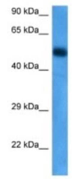 NPY5R Rabbit anti-Human, Polyclonal, Novus Biologicals:Antibodies:Primary